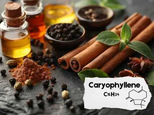 Caryophyllene Terpene